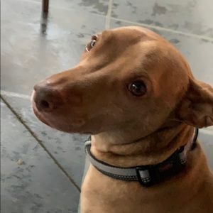 Meet your Posher, Jake